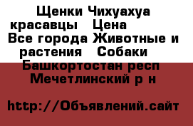 Щенки Чихуахуа красавцы › Цена ­ 9 000 - Все города Животные и растения » Собаки   . Башкортостан респ.,Мечетлинский р-н